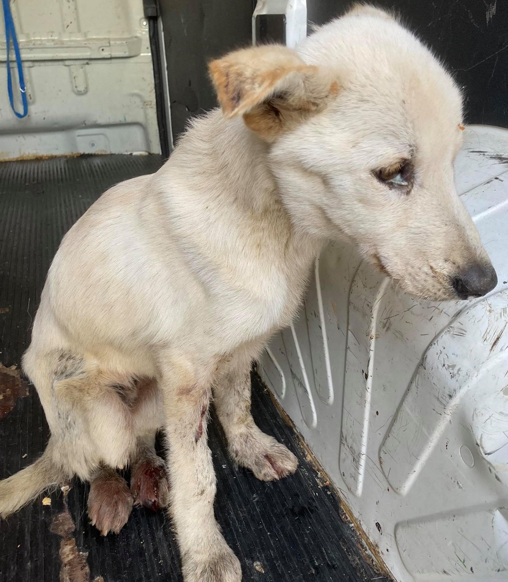 UZNEMIRUJUĆE FOTOGRAFIJE ‘Dokle će trajati patnja pasa u romskim naseljima Međimurja?’