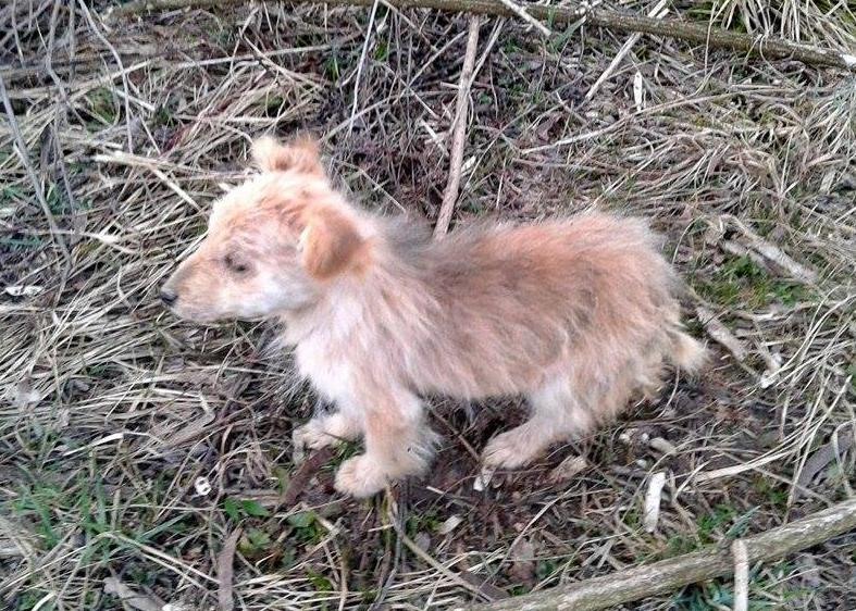 e3ae71158b4bf6a3bb8ef67af0c2170