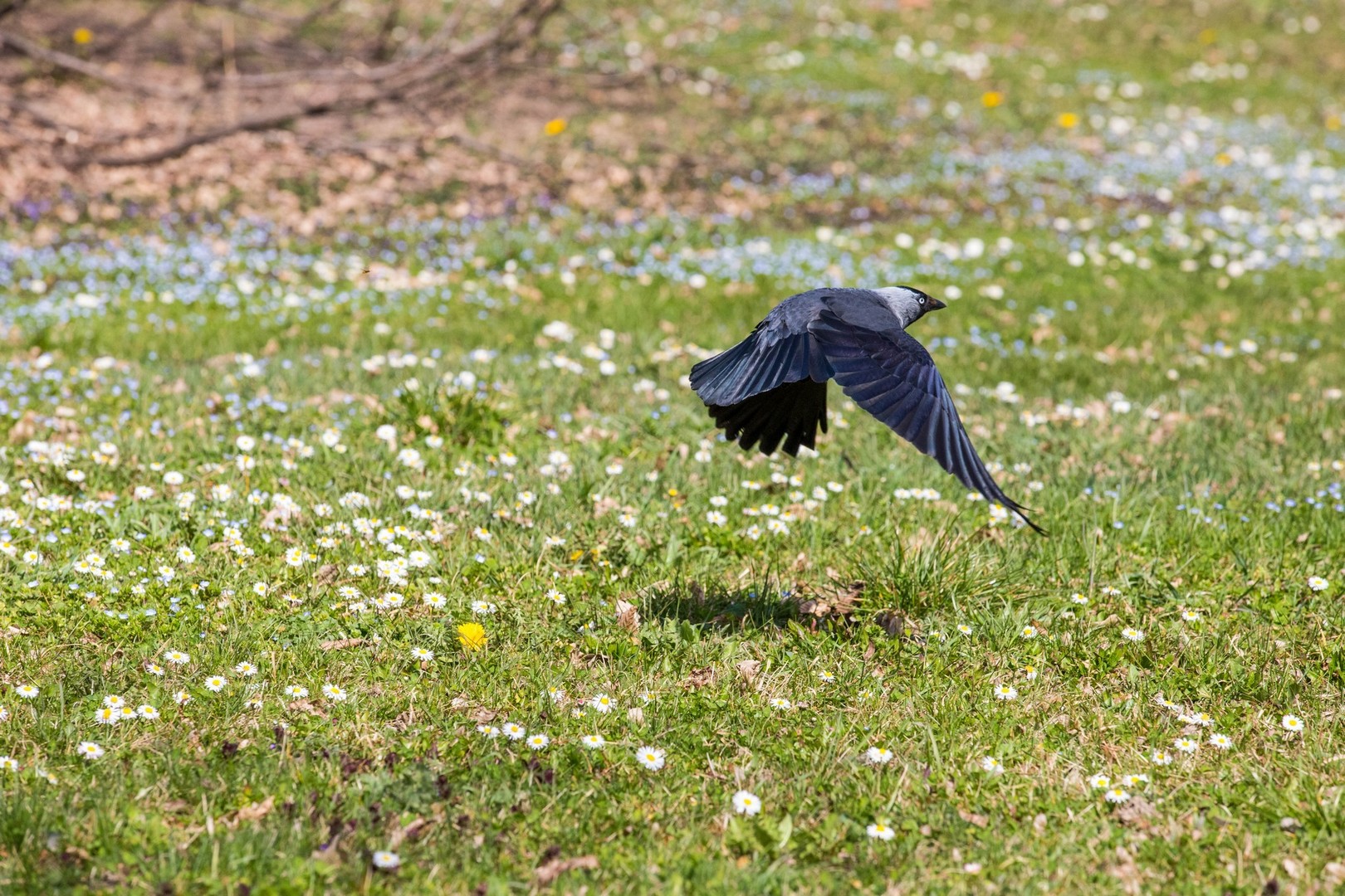 Proljetna cvjetna rapsodija u Međimurju iz objektiva Miroslave Novak Hranjec
