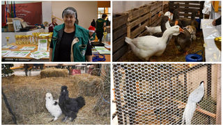IZLOŽBA MALIH ŽIVOTINJA Izloženo preko tisuću malih životinja vrhunskih uzgajivača iz Hrvatske, ali i šire