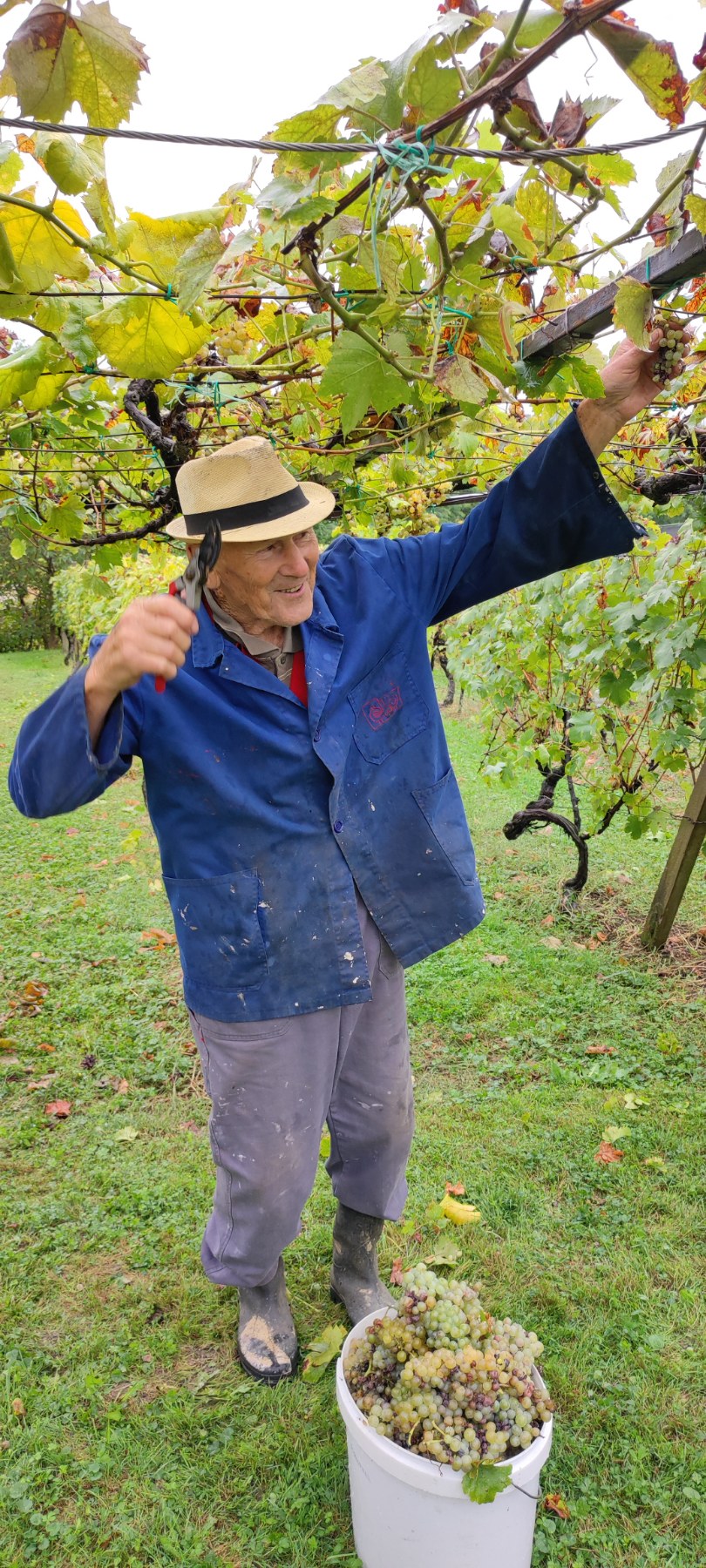 Berba kod obitelji Tomašić