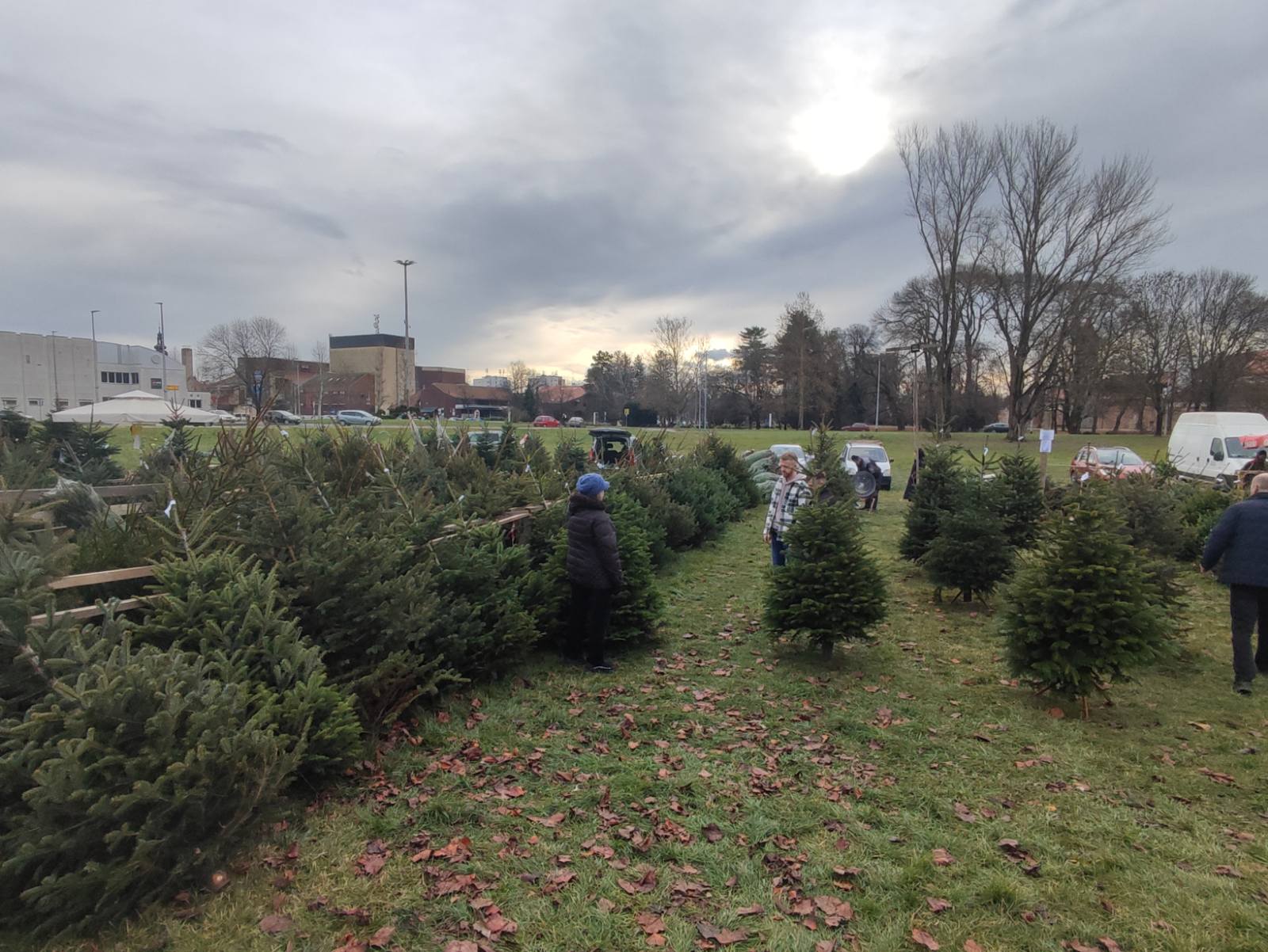 NIKOLA RADIKOVIĆ Najviše se traže nordijske jele i smreke
