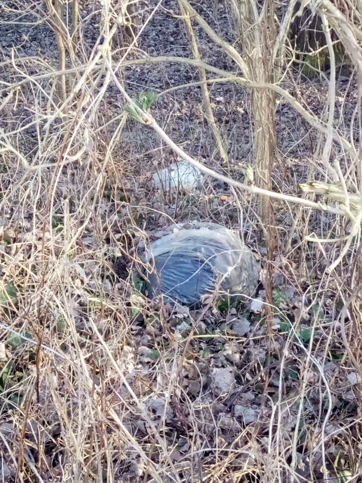 Hrpe smeća u šumi samo 50 metara od prvih kuća u Kotoribi