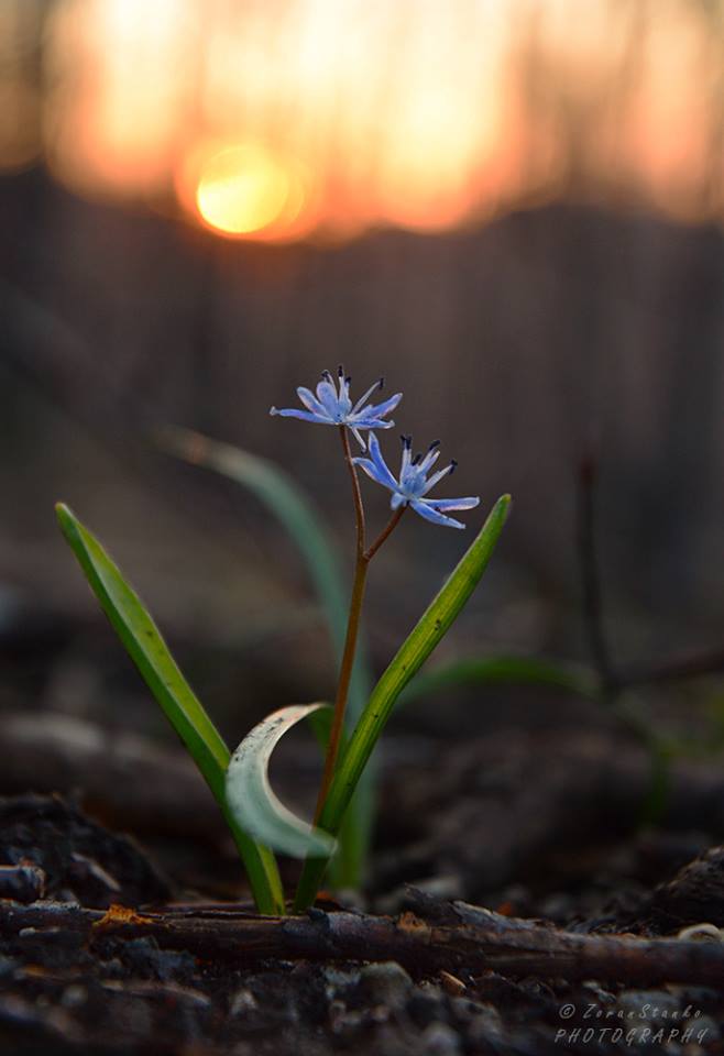 Zima i proljeće, Ivanščica