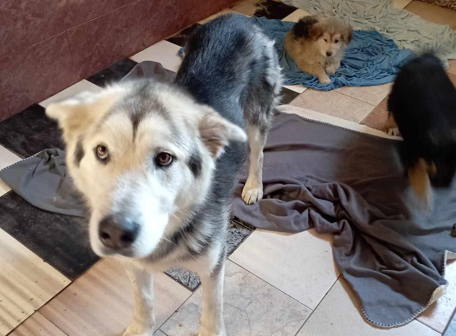 AZIL ‘PRIJATELJI’ ČAKOVEC Volonteri su im velika pomoć u skloništu, a stižu i iz Čilea