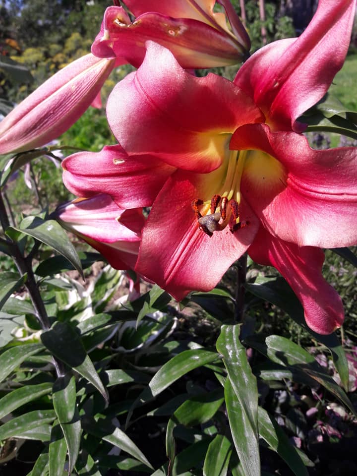 Dvorište obitelji Cenko