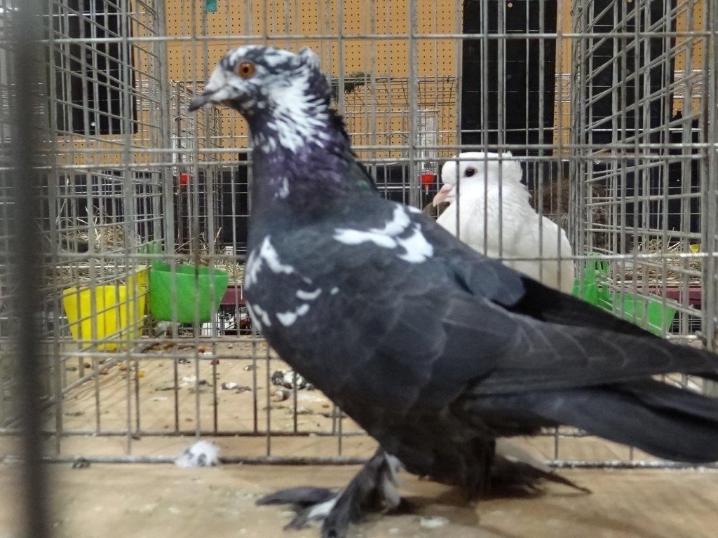 FOTO Održana izložba malih životinja u Kotoribi: Proglašeno čak 42 šampiona!