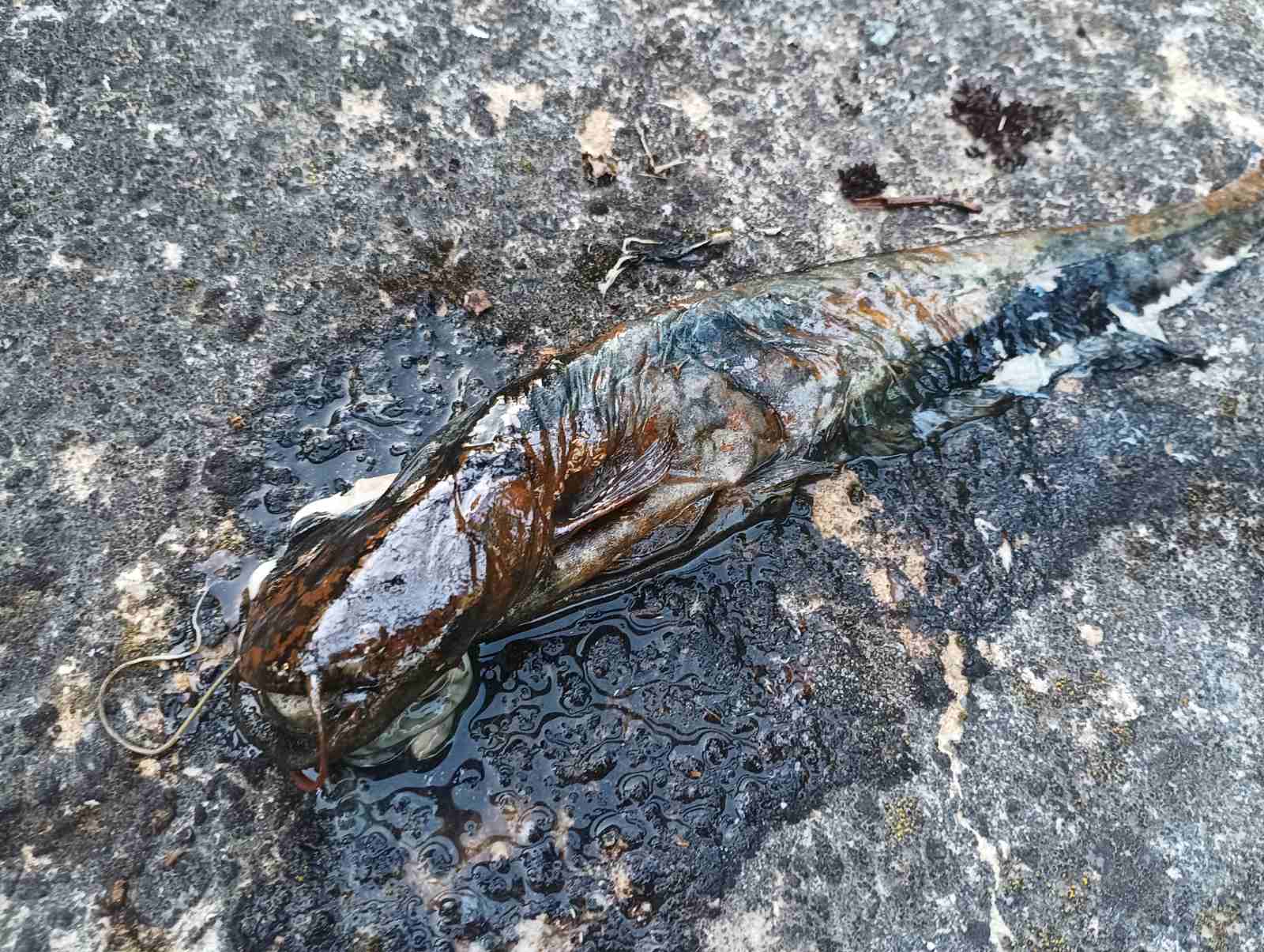 Pomor ribe u Donjem Hrašćanu