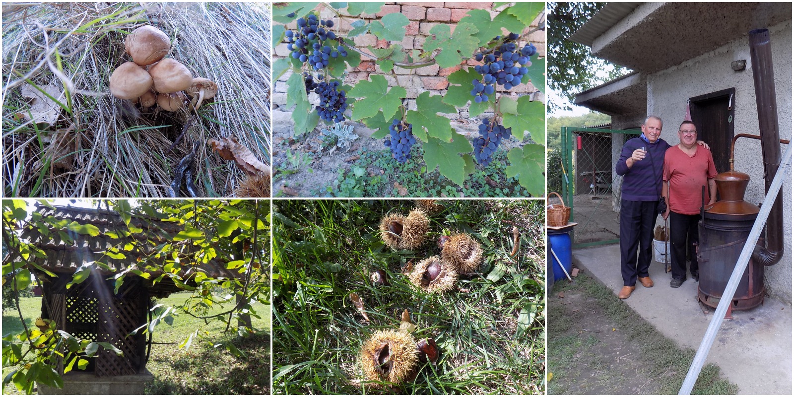 Prekrasne scene u prirodi: Kasno ljeto u gornjem Međimurju