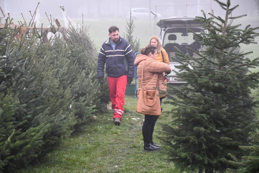 Ponuda božićnih drvaca
