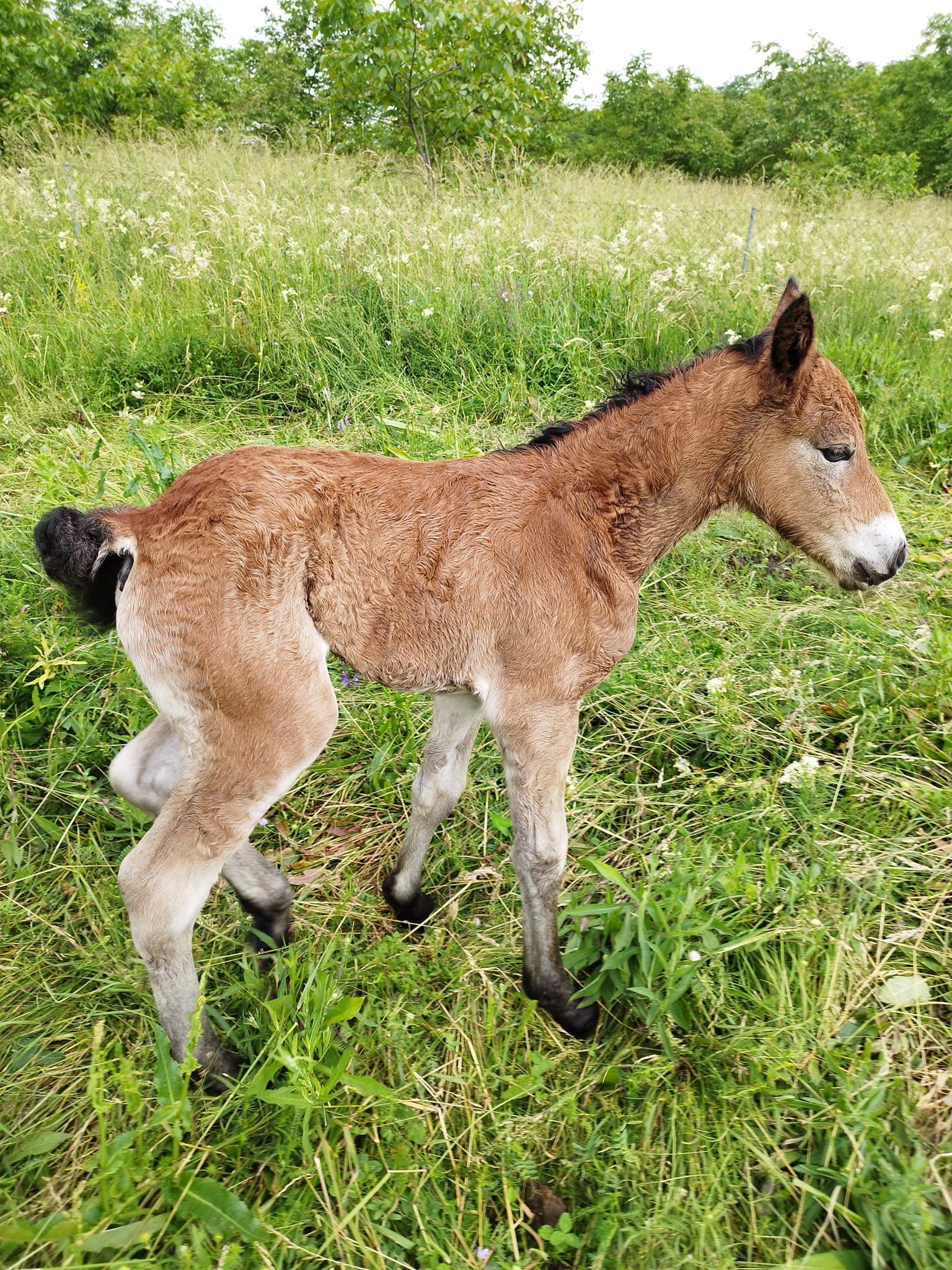 MEĐIMURSKI KONJ Predivna vijest iz Pribislavca, rodilo se ždrijebe Sena