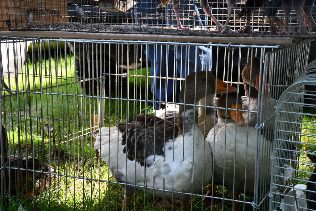 SUNČANO PRIJEPODNE Čakovečki sajam bio je pun nasmijanih lica