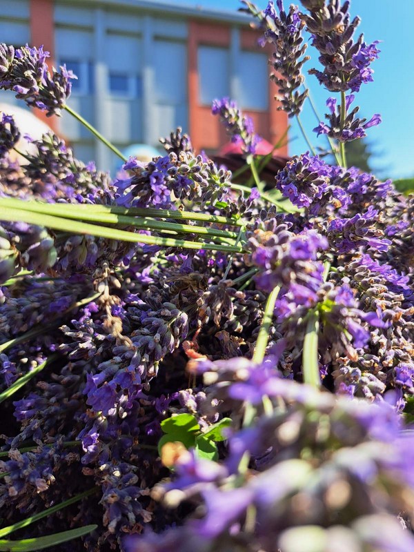 Mirisni vrt ETŠ Čakovec