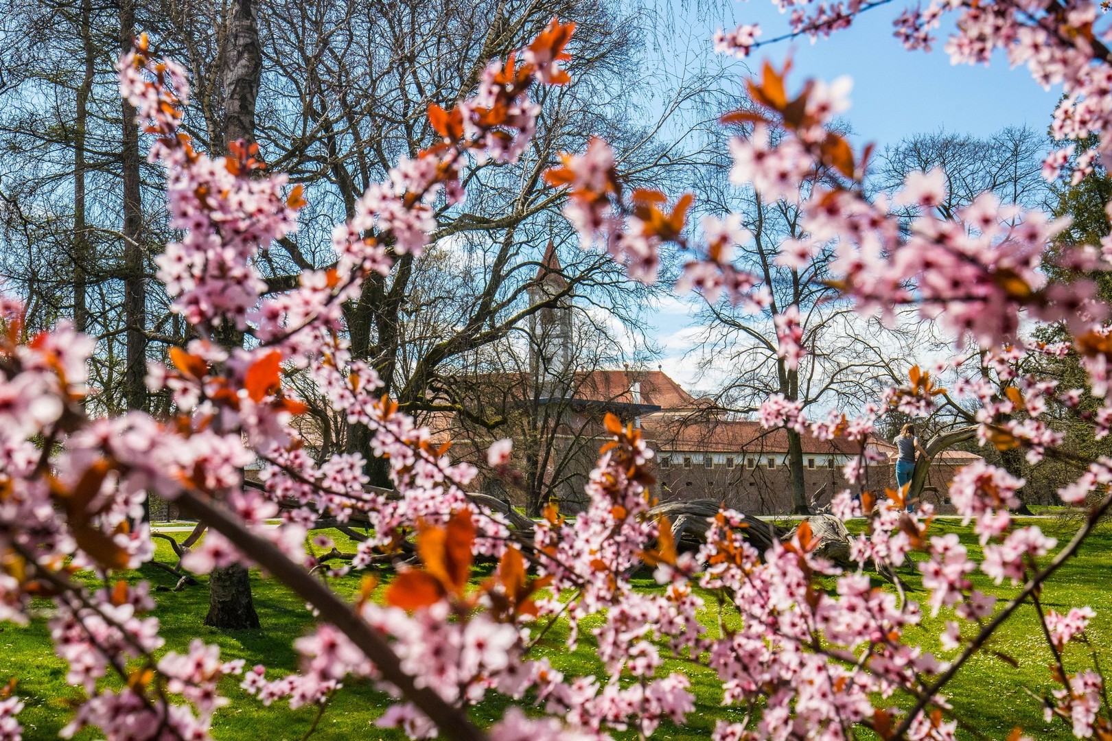Proljetna cvjetna rapsodija u Međimurju iz objektiva Miroslave Novak Hranjec