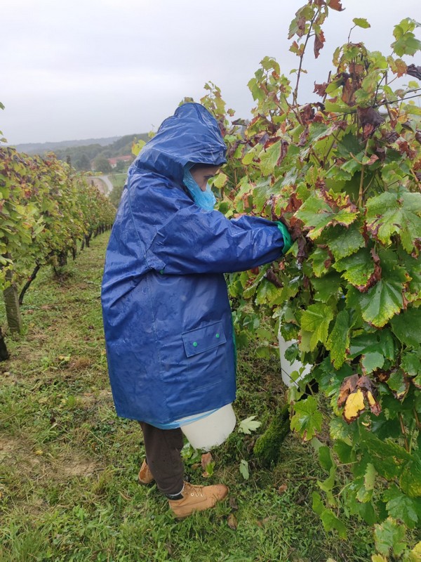 Berba grožđa Puklavec Horvat sv. Urban