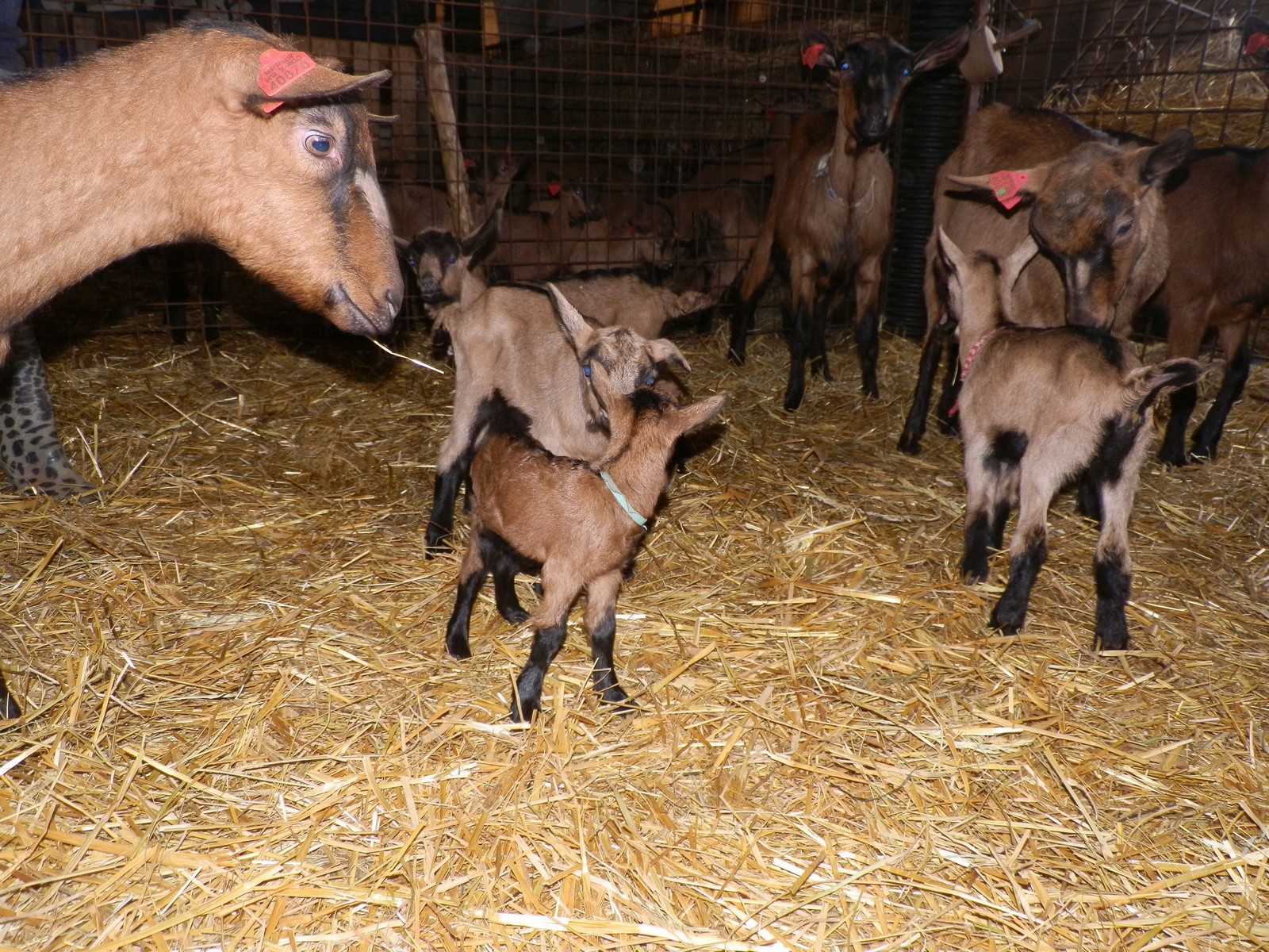 ‘MEĐIMURSKA JARETINA’ U Međimurju se uzgaja čak 40% uzgojno valjanih koza u Hrvatskoj