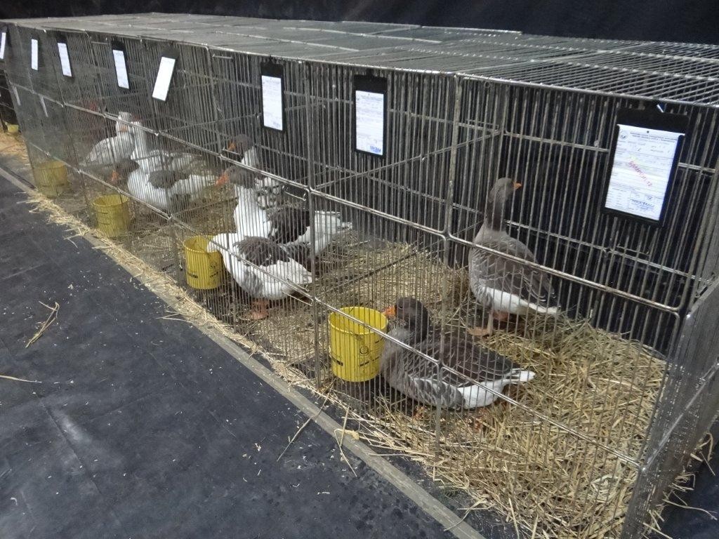 FOTO Održana izložba malih životinja u Kotoribi: Proglašeno čak 42 šampiona!