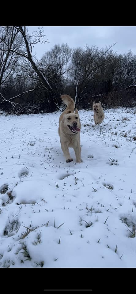 Kućni ljubimci vole snijeg