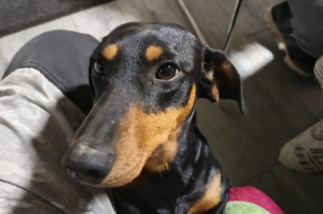 izgubljen jazavčar izgubljen jazavčar