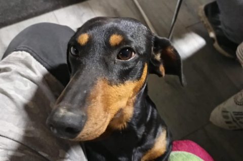 izgubljen  jazavčar