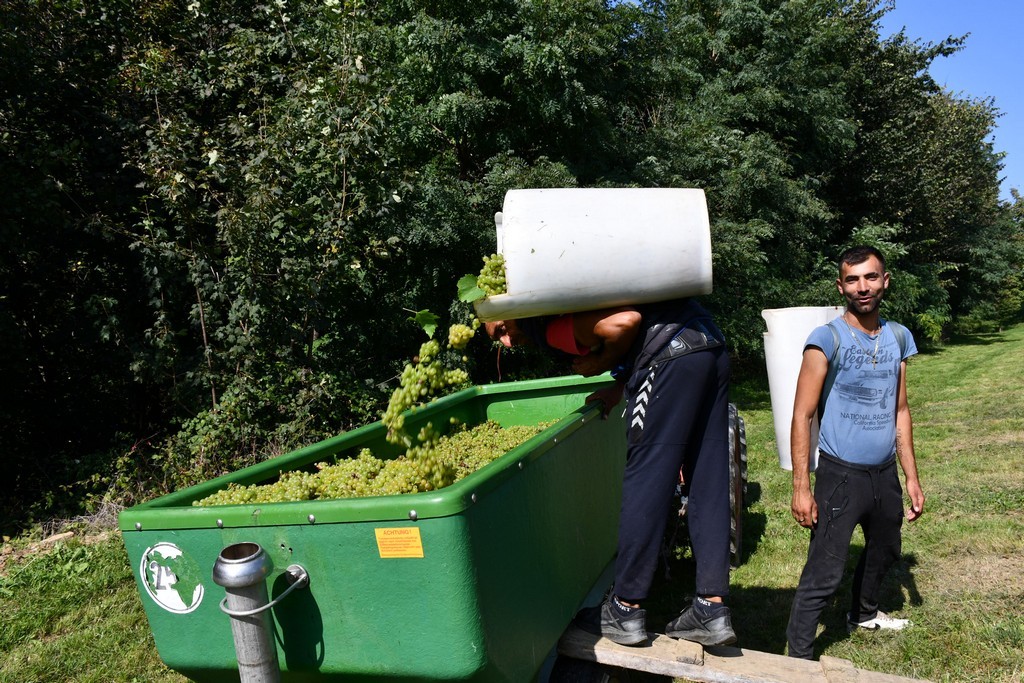 Vinarija Horvat, berba