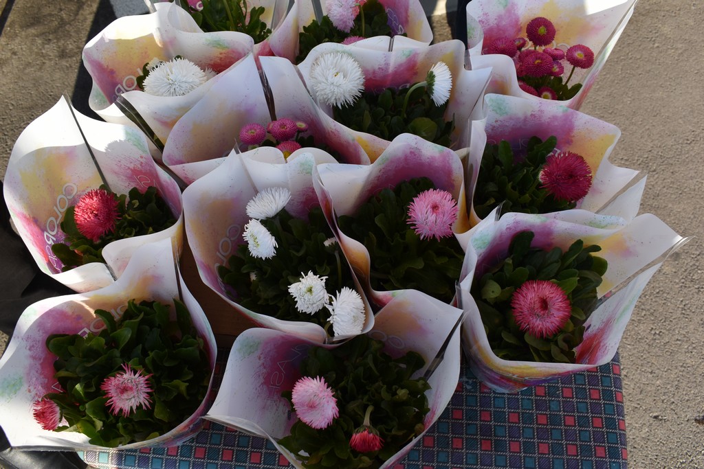 DAN ŽENA Članice Udruge žene Savske Vesi tratinčicama darivale svoje sumještanke