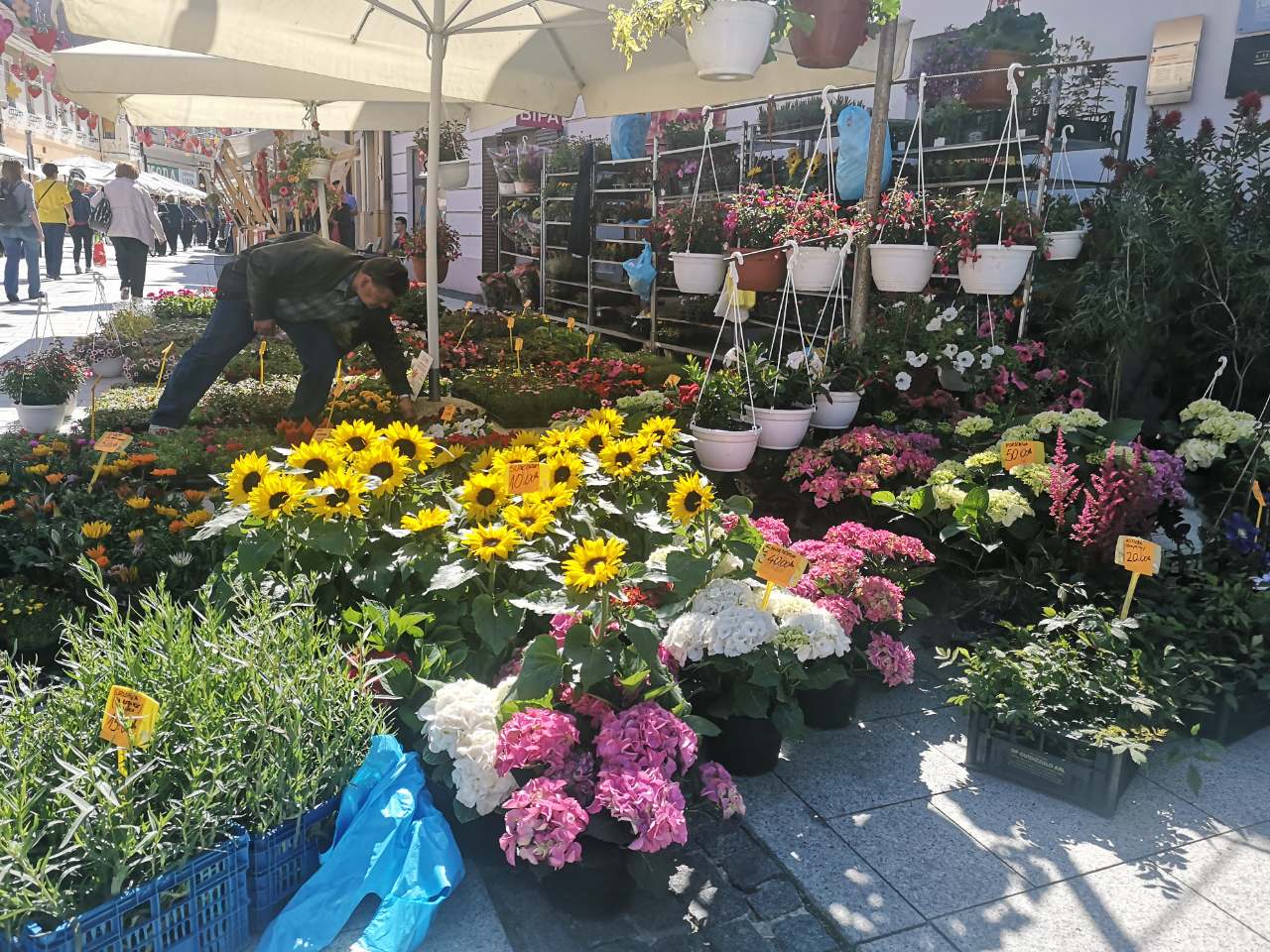 Festival cvijeća, jagoda i tradicije u Čakovcu