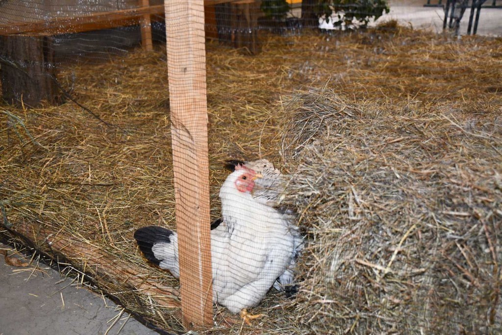 IZLOŽBA MALIH ŽIVOTINJA Izloženo preko tisuću malih životinja vrhunskih uzgajivača iz Hrvatske, ali i šire IZLOŽBA MALIH ŽIVOTINJA Izloženo preko tisuću malih životinja vrhunskih uzgajivača iz Hrvatske, ali i šire