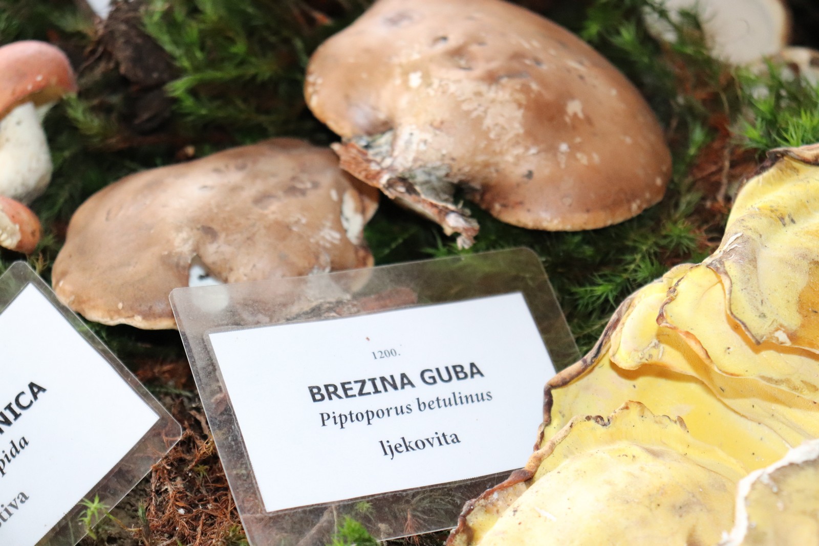 U Goričanu održana Gljivarijada