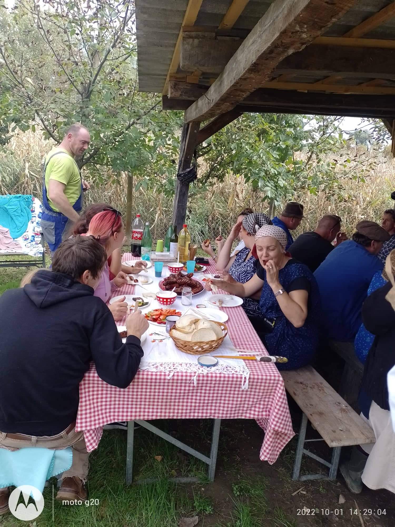 Branje kukuruza u Domašincu