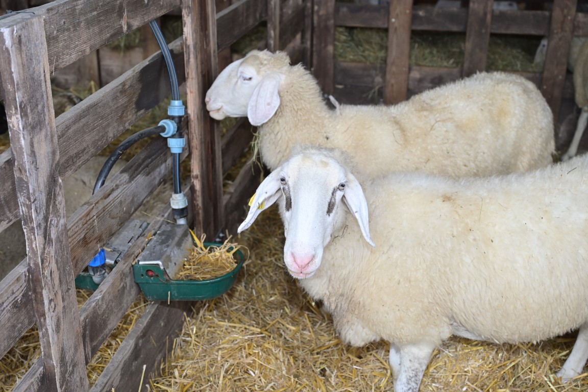 Image 5803685 (auto)