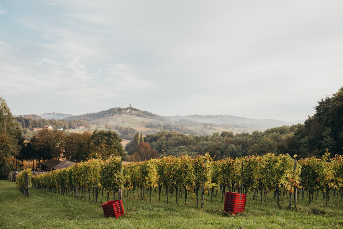 RAJKO CMREČNJAK ‘Osvojene medalje poticaj su nam za stvaranje budućih vrhunskih vina’