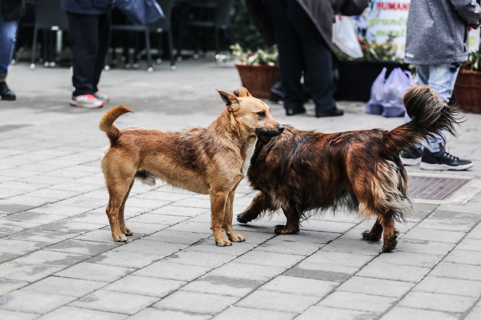 Klikom po Prelogu (13.4.2019.)