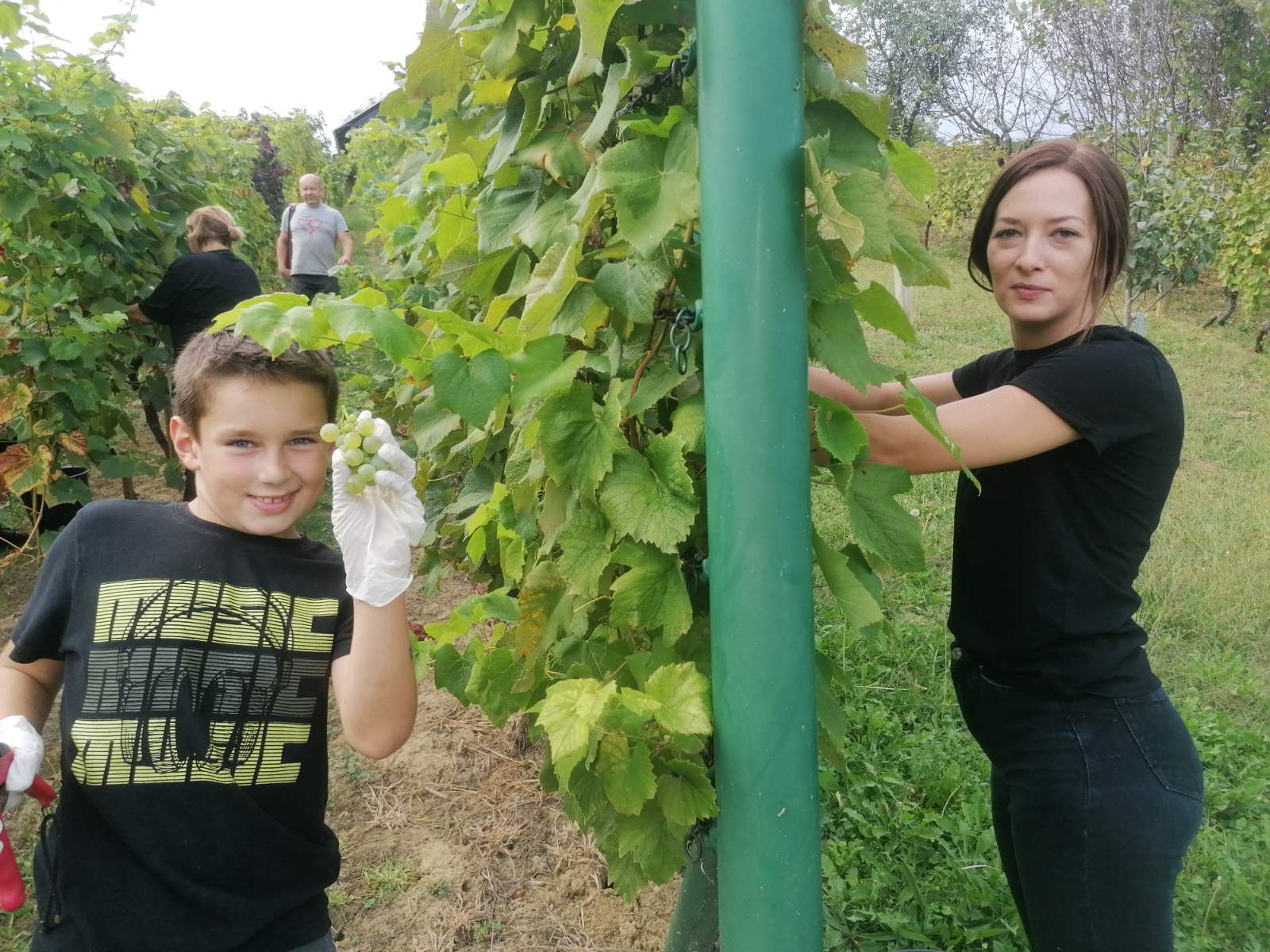 FOTO Berba na Balog bregu: Uz veselo društvo, sve se lako ‘pobere’!