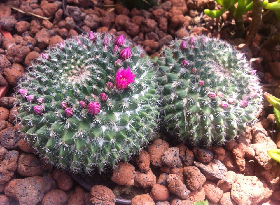 1055741986913368984437515553779