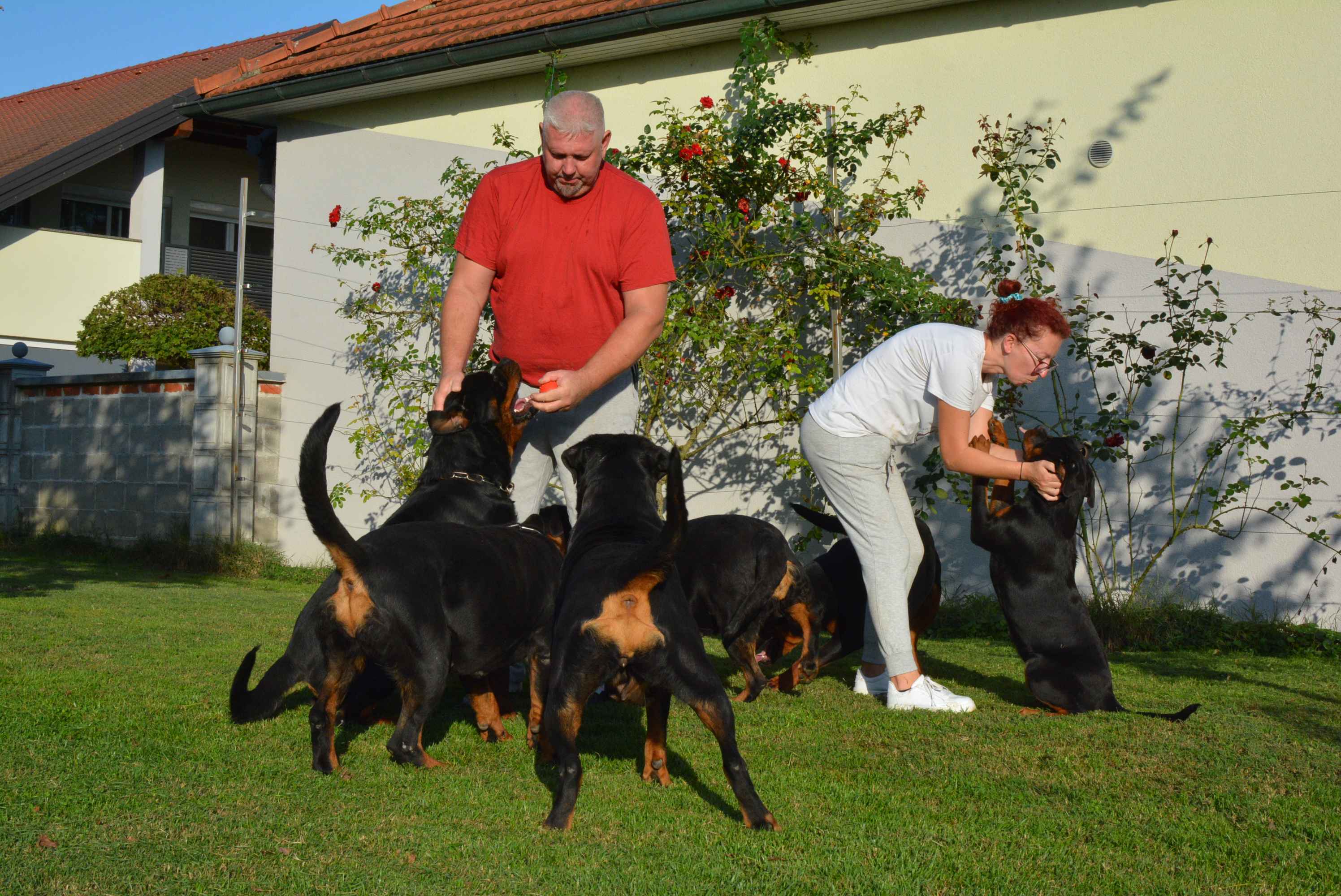 OBITELJ MIKAC IZ MIHOVLJANA Od 2014. godine imaju profinjenu uzgajivačnicu Rottweilera – ‘psi su naša najveća ljubav’ OBITELJ MIKAC IZ MIHOVLJANA Od 2014. godine imaju profinjenu uzgajivačnicu Rottweilera – ‘psi su naša najveća ljubav’