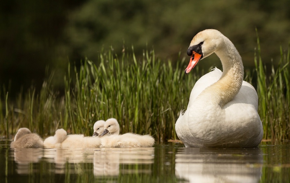 PRELOG Održana radionica o pticama našeg kraja
