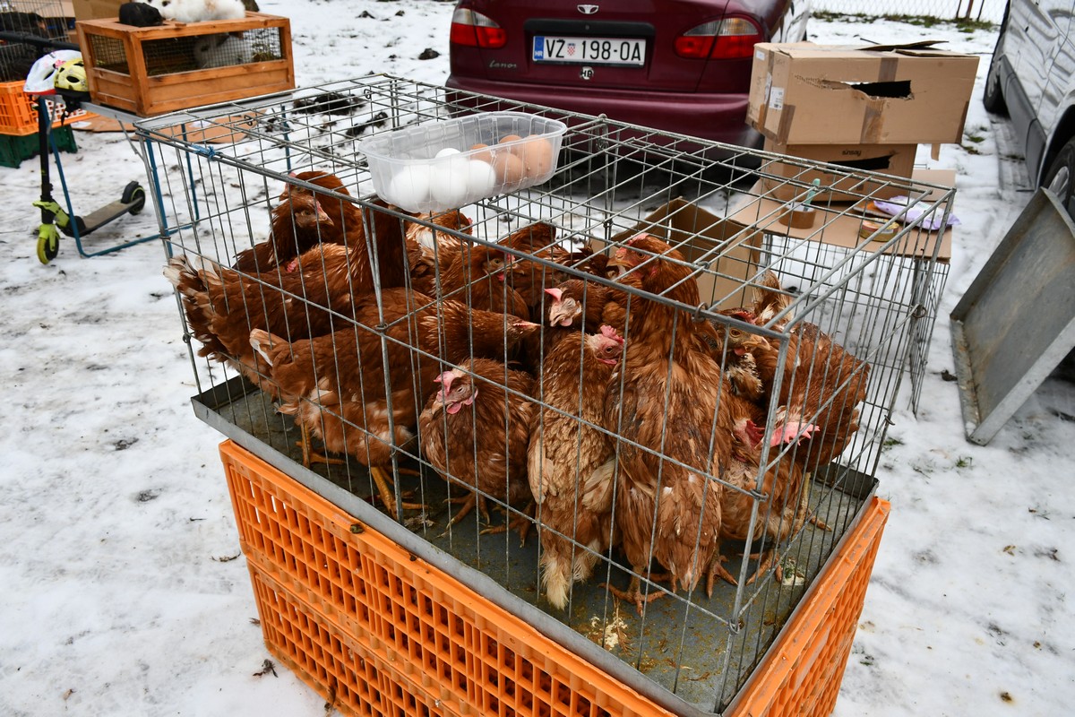 Sajam srijedom, čakovečki sajam, 24.1.