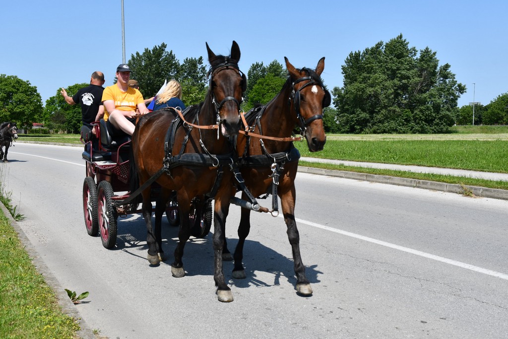 VIDEO I FOTO Međunarodno konjičko druženje okupilo brojne uzgajivače konja iz SZ Hrvatske te Slovenije i Austrije