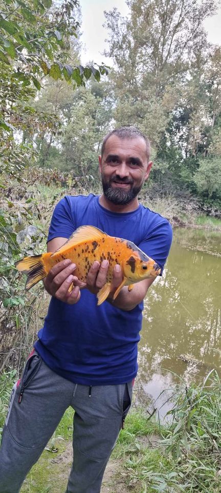 Zlatni šaran u Orehovici