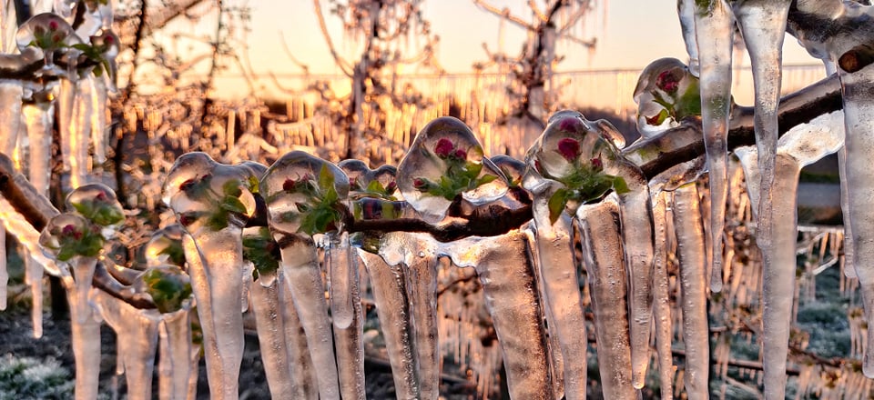 Međimurski voćar Marko Kudec protiv mraza se bori orošavanjem