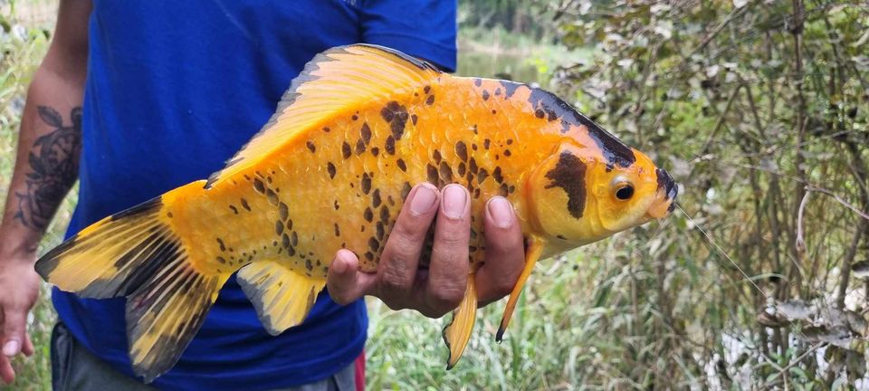 Zlatni šaran u Orehovici
