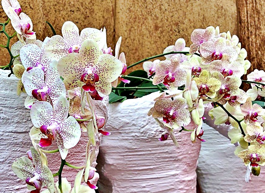 Image 5818425 (auto)