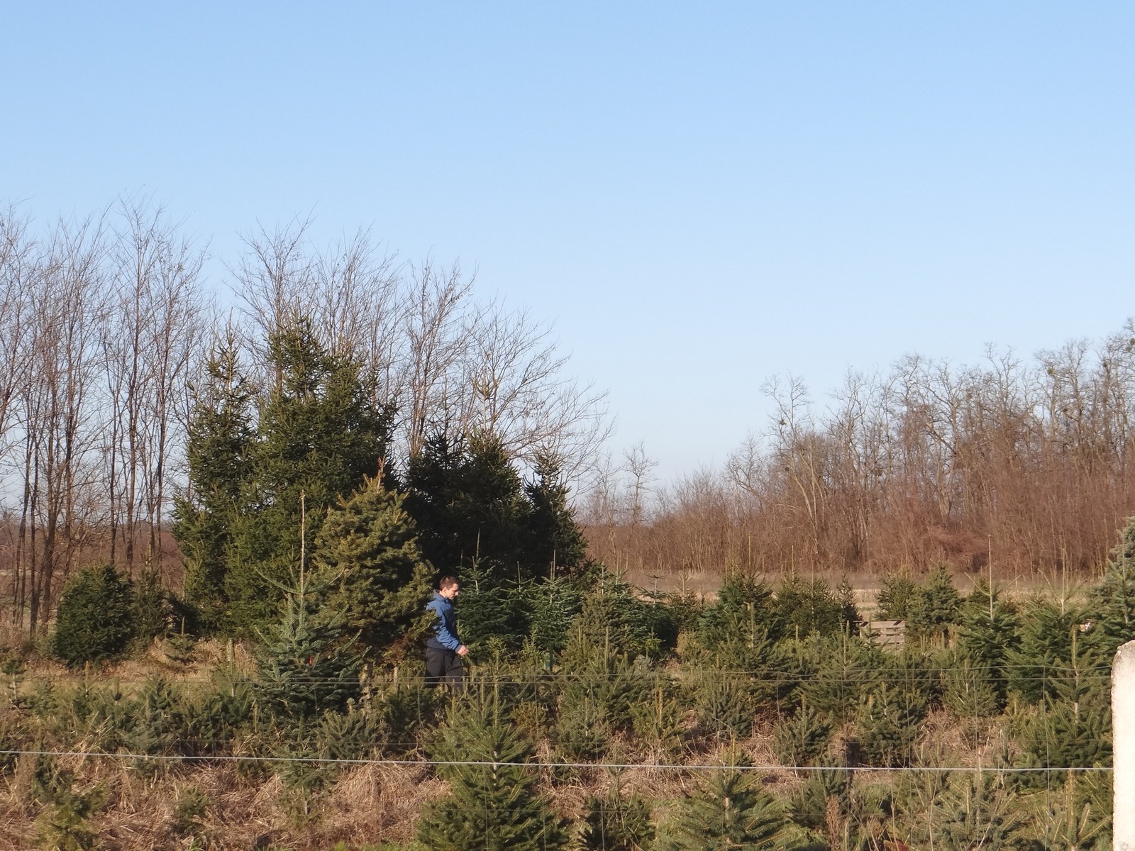 Provjerili smo cijene božićnih drvaca u Međimurju: Ponuda iz godine u godinu sve bogatija Provjerili smo cijene božićnih drvaca u Međimurju: Ponuda iz godine u godinu sve bogatija