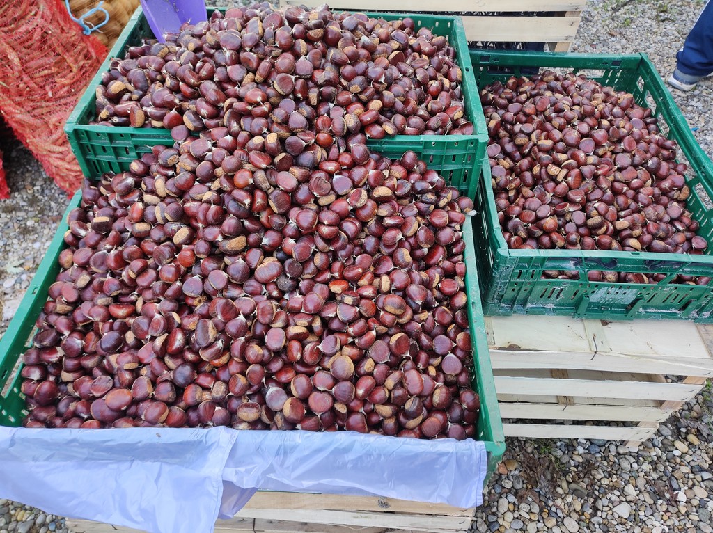 Čakovečki sajam srijedom (5.10.2022.)