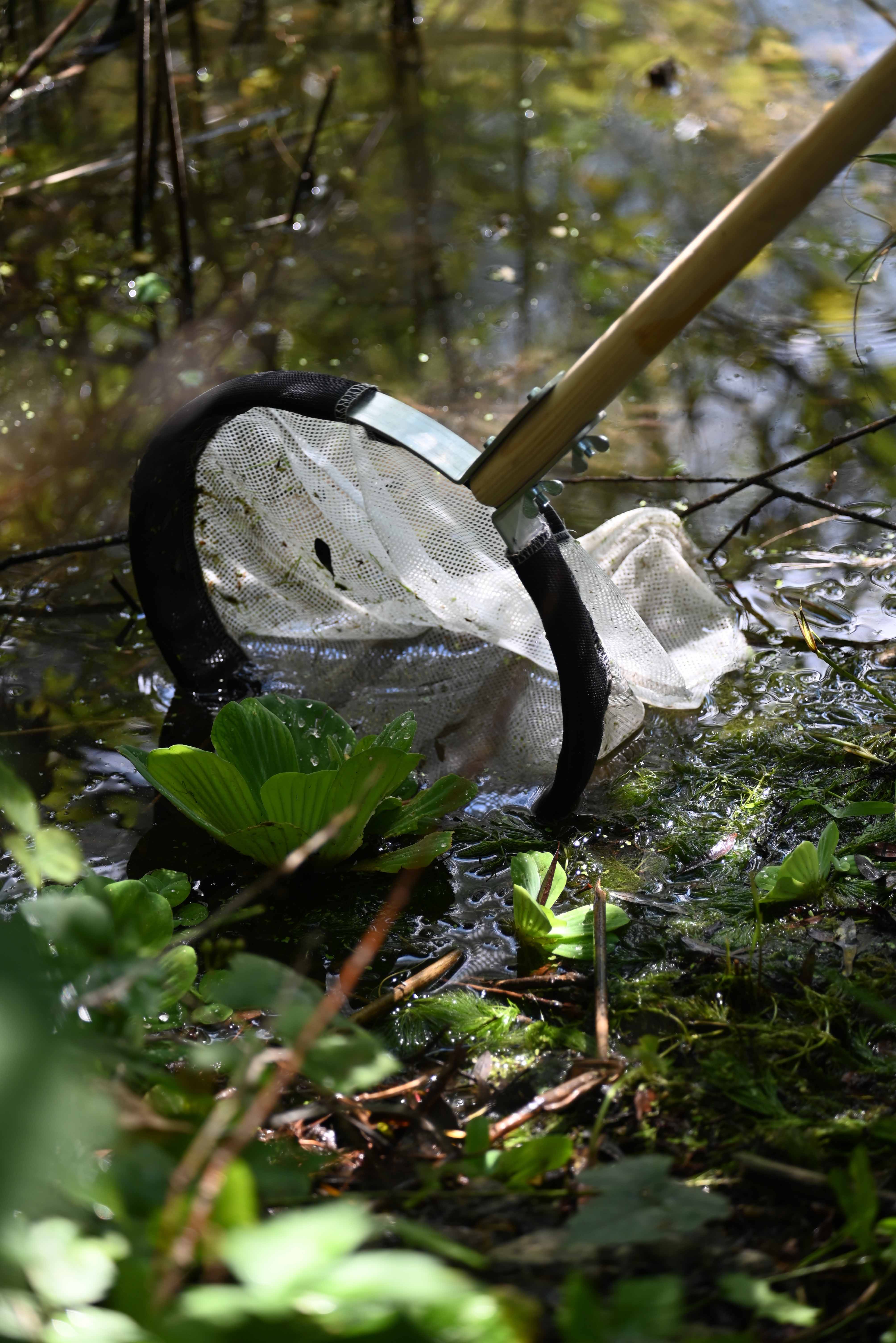 vodena salata u međimurju
