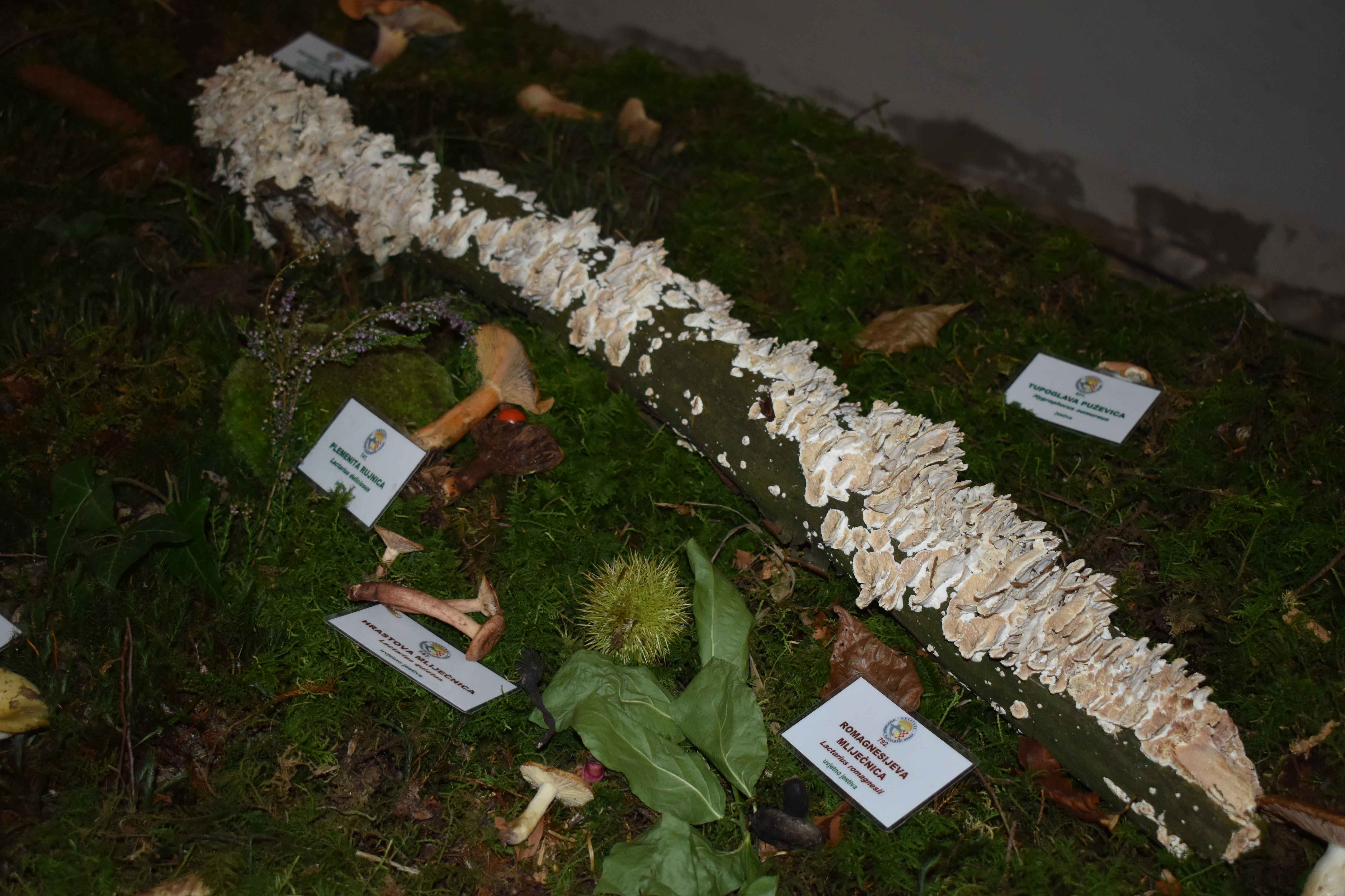 FOTO Ovog vikenda razgledajte zanimljivu i edukativnu izložbu gljiva u Čakovcu