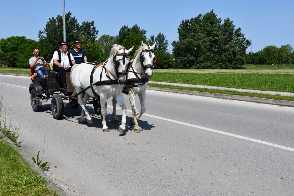 VIDEO I FOTO Međunarodno konjičko druženje okupilo brojne uzgajivače konja iz SZ Hrvatske te Slovenije i Austrije