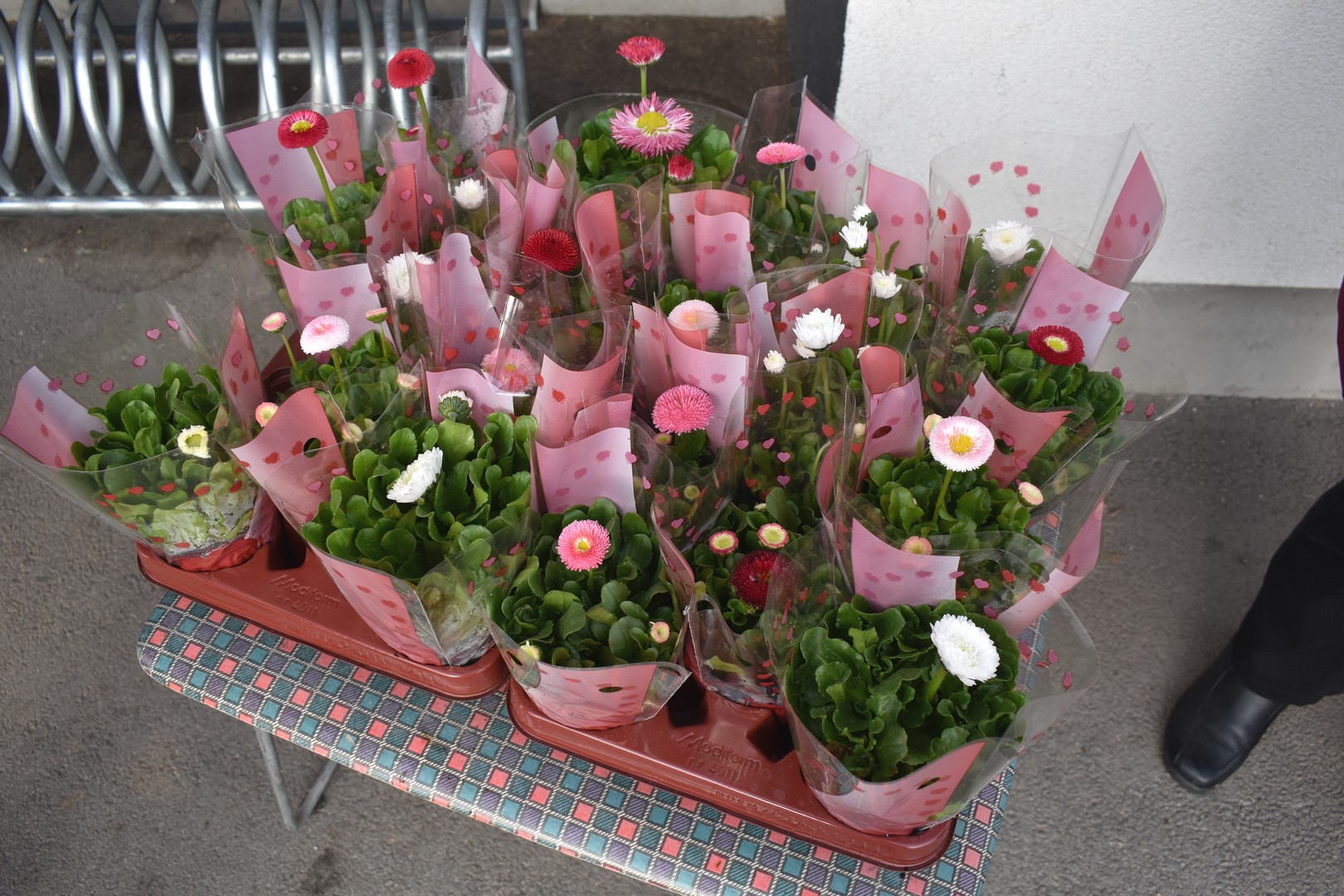 Udruga žena Savska Ves dijelila lončanice povodom Dana žena