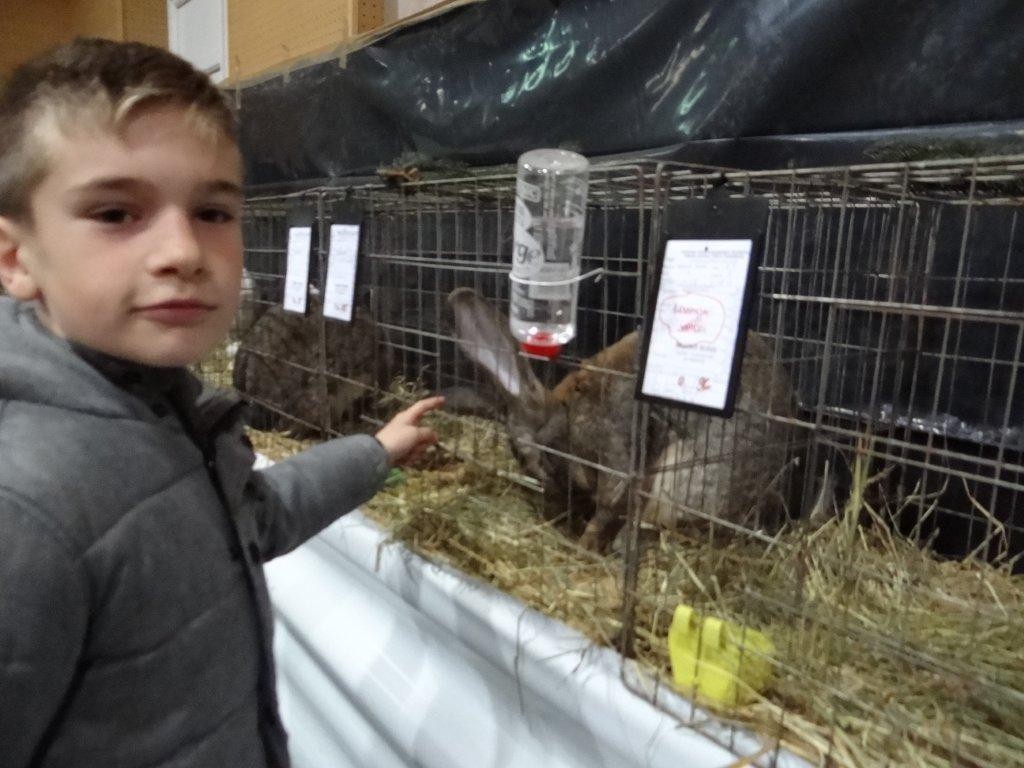 FOTO Održana izložba malih životinja u Kotoribi: Proglašeno čak 42 šampiona!